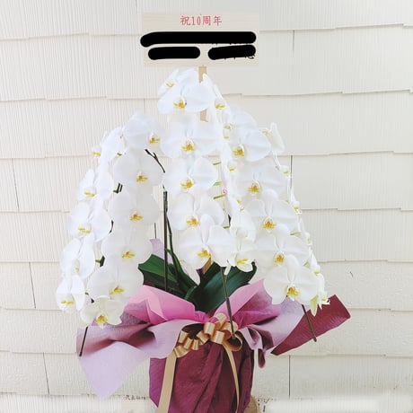 ●宅配便●【鉢物】胡蝶蘭￥20,000＋TAX