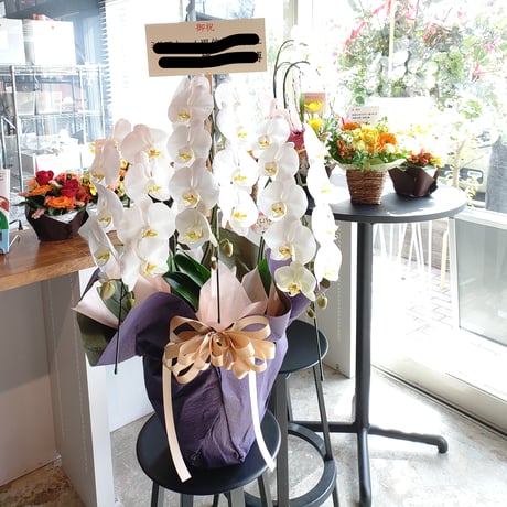●宅配便●【鉢物】胡蝶蘭￥50,000＋TAX