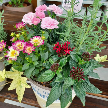 母の月寄せ植えspecial