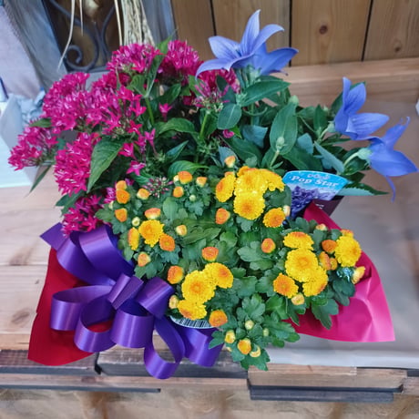 （スタッフ手渡し配送）敬老の日Plants Gift(花苗セット)