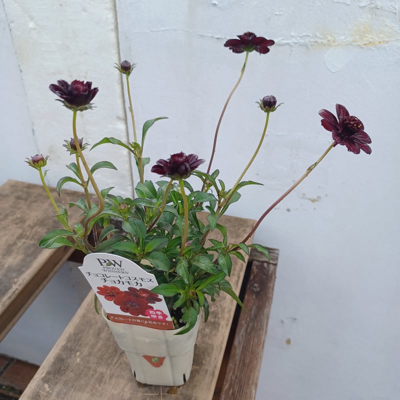 チョコレートコスモス チョコモカ | 立花ガーデン フラワーショップ