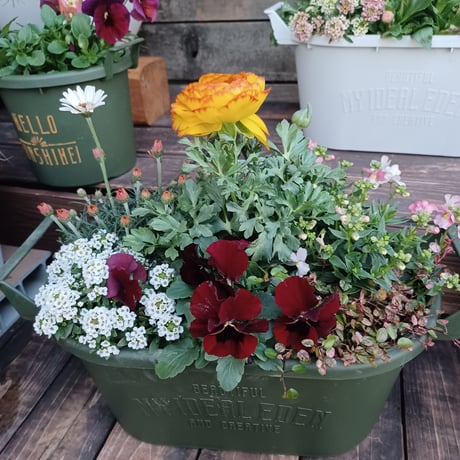（スタッフ手渡配送）季節の寄せ植えstandard