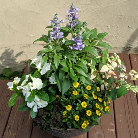（スタッフ手渡し配送）季節の寄せ植えspecial