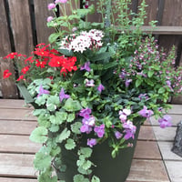 (父の日)寄せ植えpremium