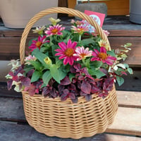 （ご来店専用）敬老の日　おまかせ寄せ植え standard