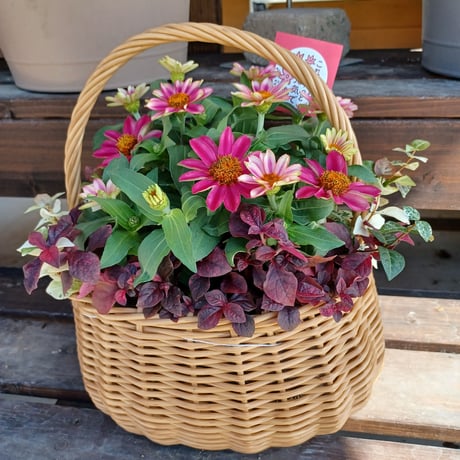 （ご来店専用）敬老の日　おまかせ寄せ植え standard