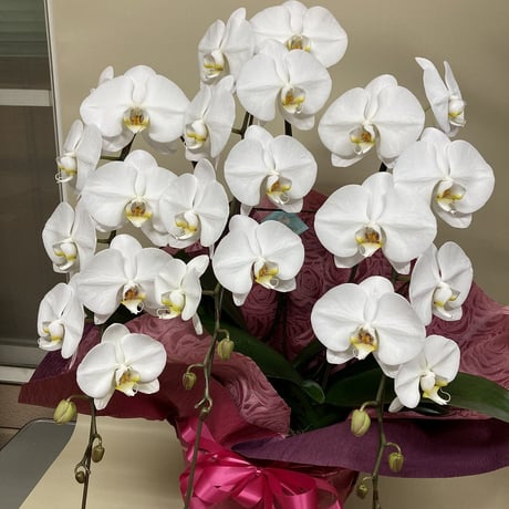 CATEGORY お歳暮 | 立花ガーデン フラワーショップ 公式通販