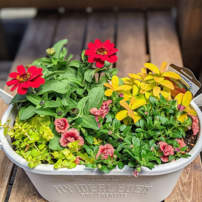 父の日　寄せ植え　多肉植物　寄せ植え　取手付き　j 楽天市場】【予約販売 10月以降発送】 多肉植物 寄せ植え 鉢