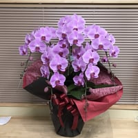（スタッフ手渡配送）胡蝶蘭ピンク5本立ち deluxe
