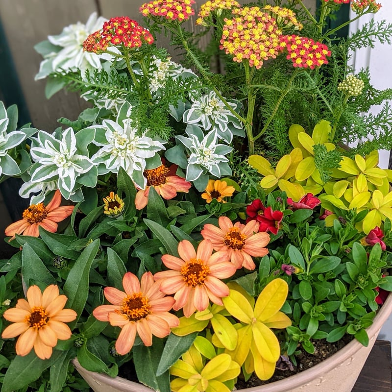 父の日）寄せ植えstandard | 立花ガーデン フラワーショップ