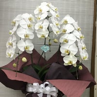 （スタッフ手渡配送）胡蝶蘭白3本立ちお供え用standard