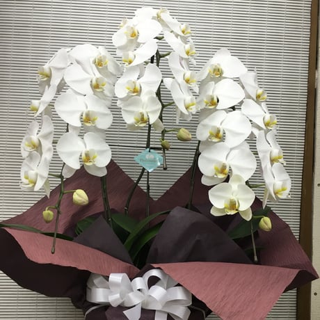 （スタッフ手渡配送専用）胡蝶蘭白3本立ち　お供え用ラッピング