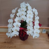 胡蝶蘭ミディーアマビリス