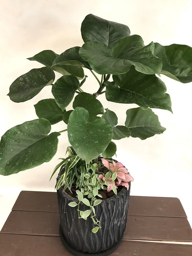 観葉植物の寄せ植えpremium | 立花ガーデン フラワーショップ 公式通販