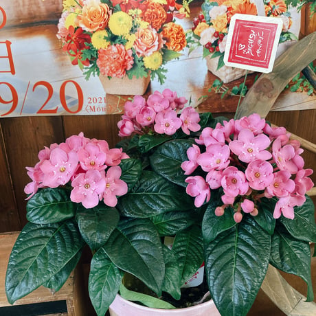 （スタッフ手渡し配送）匂い桜　鉢植え