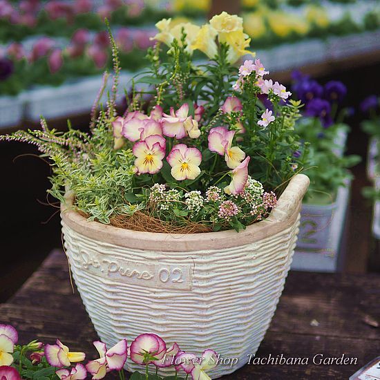 季節のお花寄せ植え グラスファイバー b417068aa738a39de04a82098a4d9f