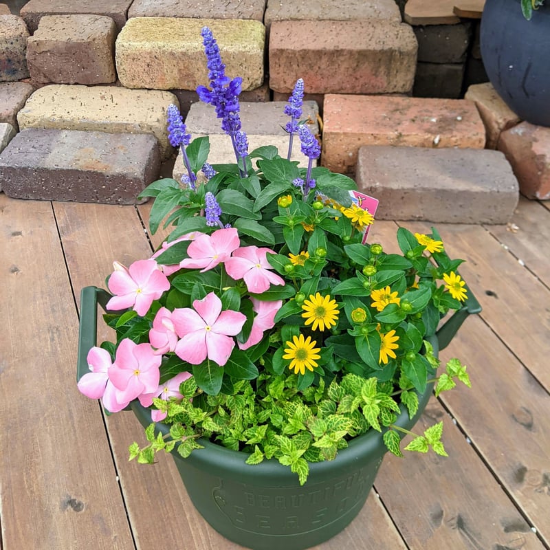 季節の寄せ植えstandard | 立花ガーデン フラワーショップ 公式通販