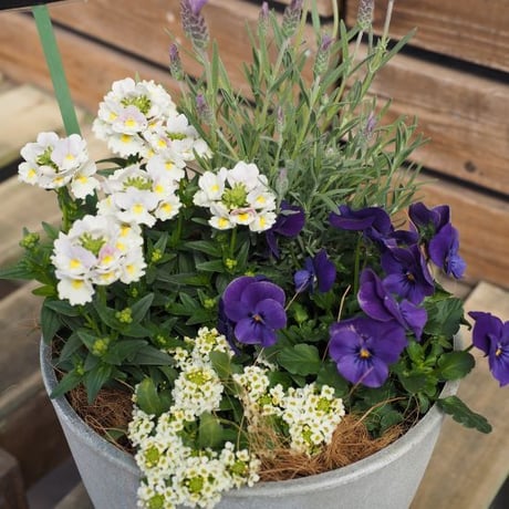 （スタッフ手渡し配送）季節の寄せ植えspecial