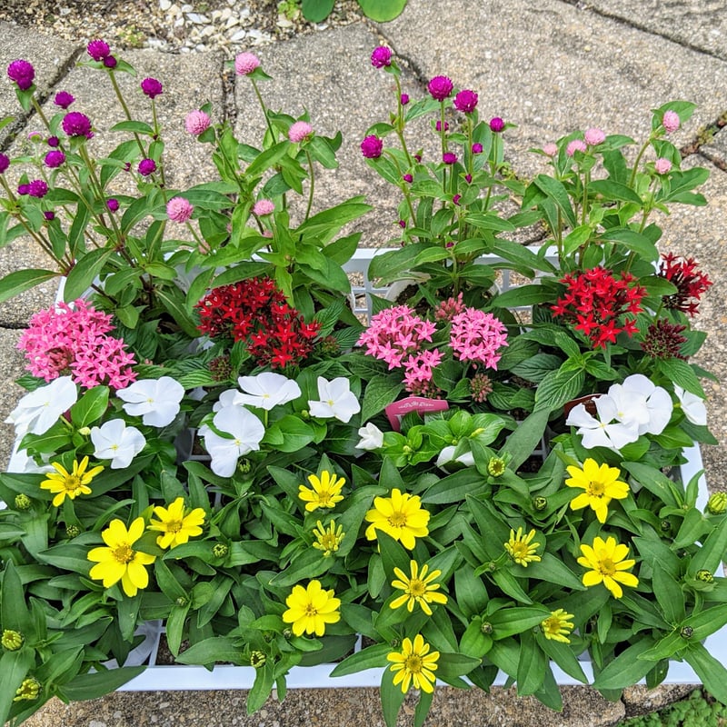 Plants Gift （花苗セット） | 立花ガーデン フラワーショップ 公式通販