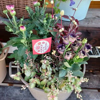 （ご来店専用）敬老の日おまかせ寄せ植えspecial