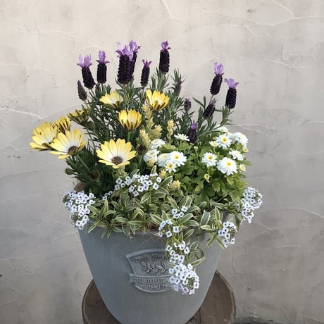 （父の日）寄せ植えspecial