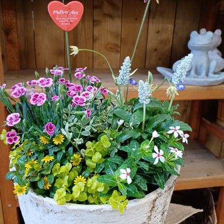 母の月おすすめ寄せ植えpremium