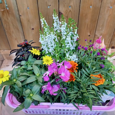 （スタッフ手渡し配送）敬老の日Plants Gift(花苗セット)