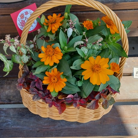 （ご来店専用）敬老の日　おまかせ寄せ植え standard