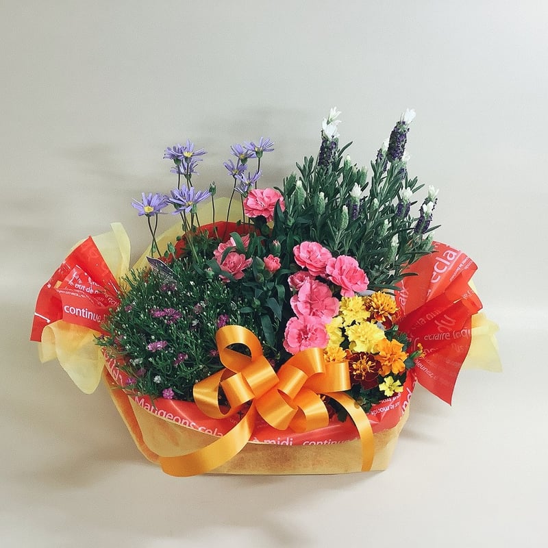 天然、菜の花の強化苗５０株セット＋プティ粗品＋全国匿名送料無料、同梱可能です☘ 随時お届け】 母の日の寄せ植えプチギフト 【C】 先行割引価格
