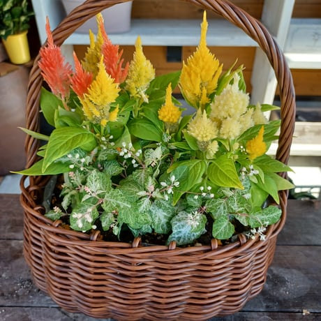 （ご来店専用）敬老の日　おまかせ寄せ植え standard