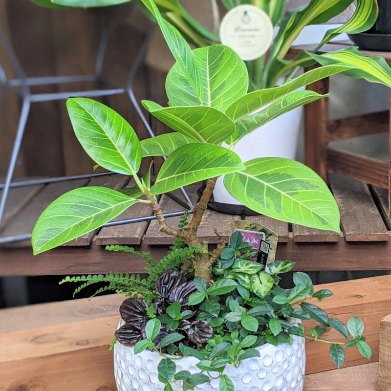 観葉植物の寄せ植えpremium | 立花ガーデン フラワーショップ 公式通販