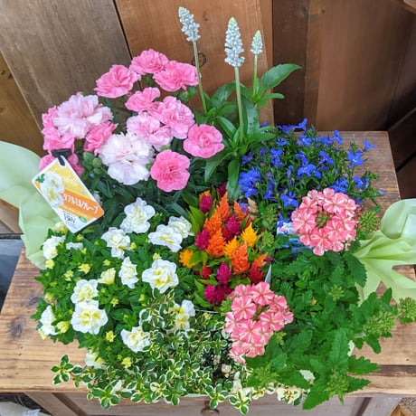 CATEGORY 花苗 | 立花ガーデン フラワーショップ 公式通販