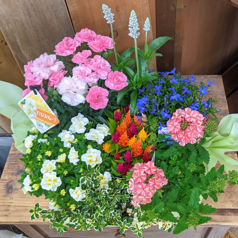 Plants Gift(花苗セット) 贈り物用 | 立花ガーデン フラワー