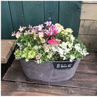 （父の日）寄せ植えspecial