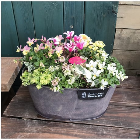 （父の日）寄せ植えspecial