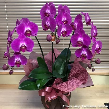 CATEGORY 胡蝶蘭 | 立花ガーデン フラワーショップ 公式通販 CATEGORY 胡蝶蘭 | 立花ガーデン フラワーショップ 公式通販