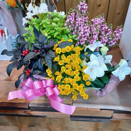 （ご来店専用）敬老の日Plants Gift(花苗セット)   贈り物用