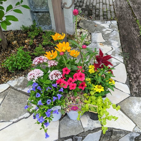 （スタッフ手渡し配送）Plants Gift（花苗セット）