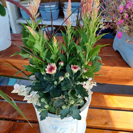 （ご来店専用）敬老の日おまかせ寄せ植えspecial