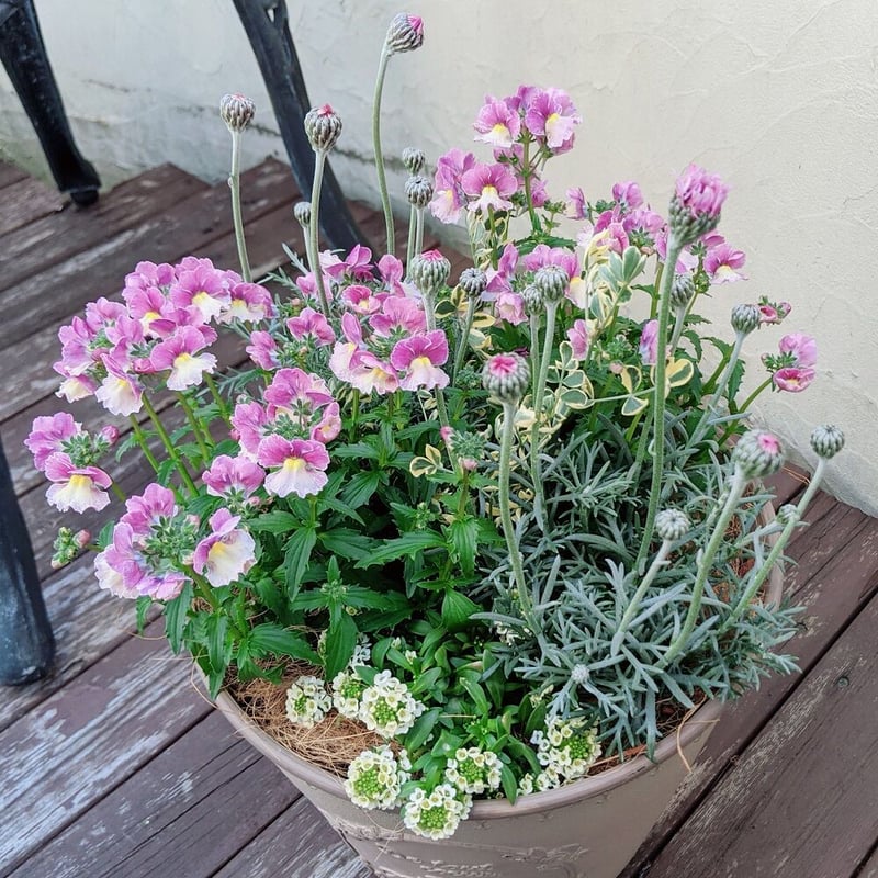 季節のお花寄せ植え  グラスファイバー グラスファイバー 季節のお花寄せ植え