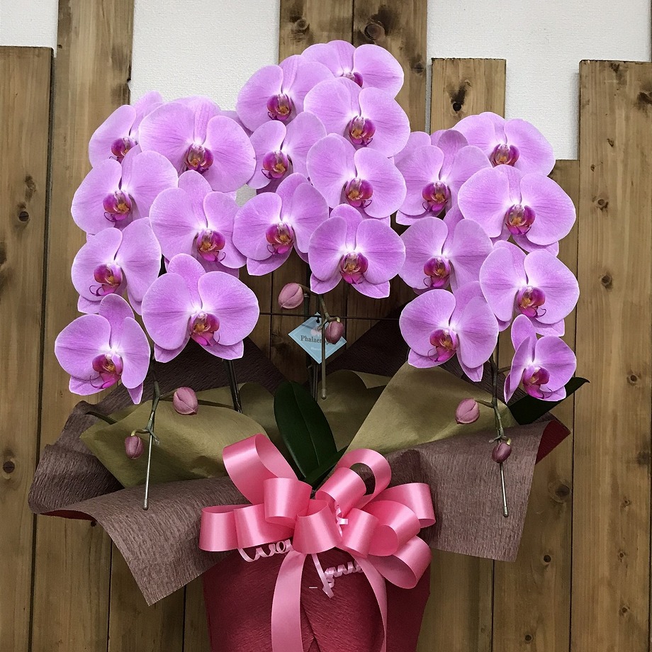 胡蝶蘭ピンク3本立standard | 立花ガーデン フラワーショップ 胡蝶蘭ピンク3本立standard | 立花ガーデン フラワーショップ