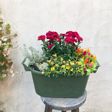 (父の日)季節の寄せ植えstandard