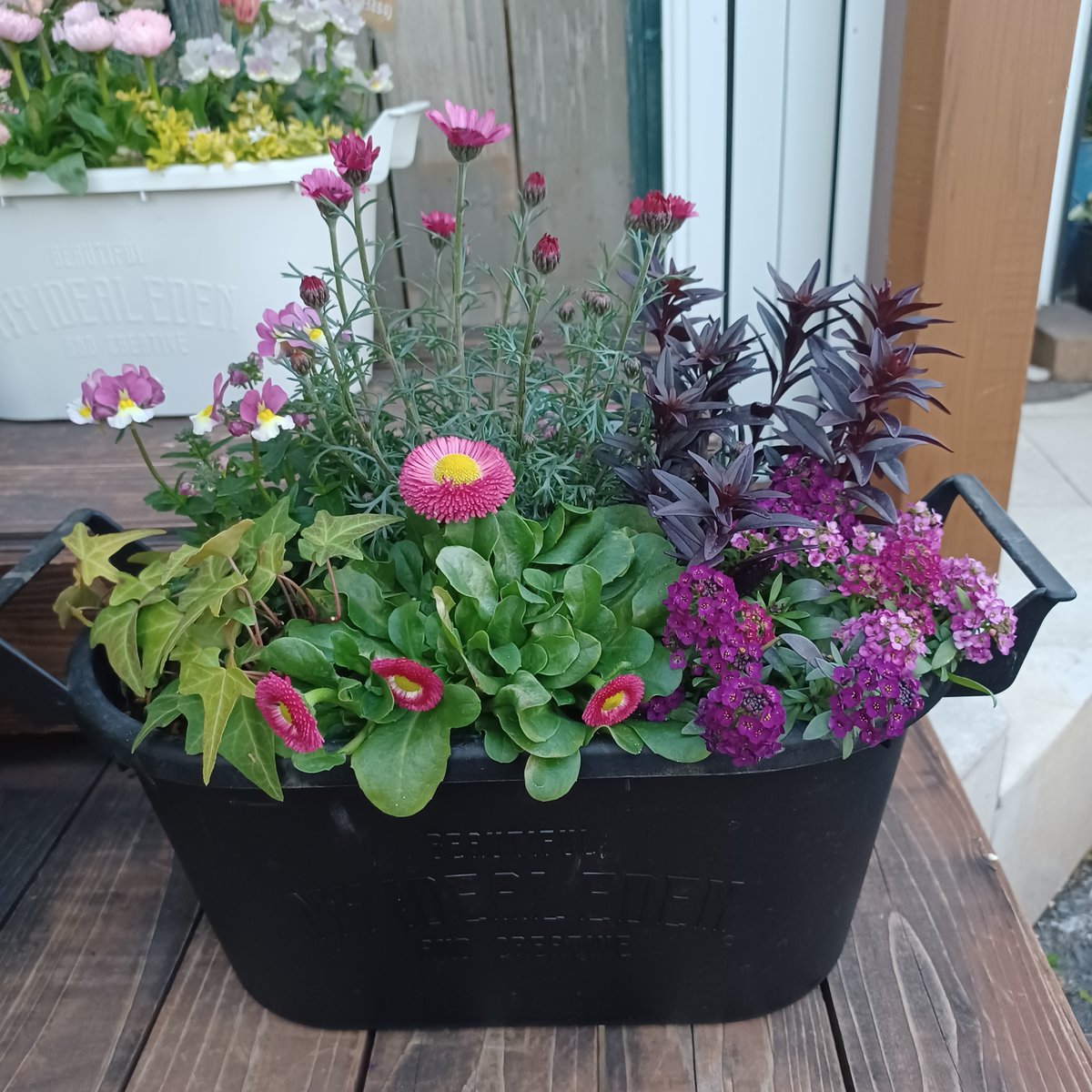 送料込み アレンジ日本の 花の寄せ植えと 管理番号 16143 送料