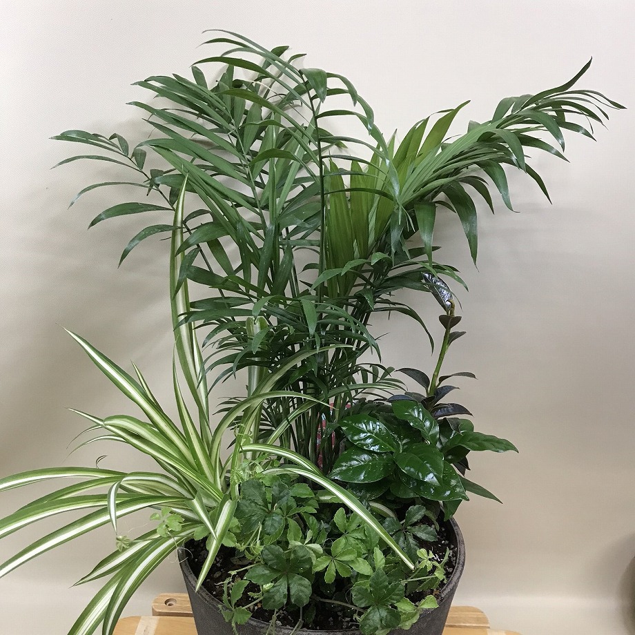 観葉植物 造花(SC触媒)】観葉植物 ミニ ザミオクルカス開運ポット 45cm