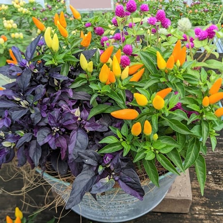 （ご来店専用）敬老の日おまかせ寄せ植えspecial