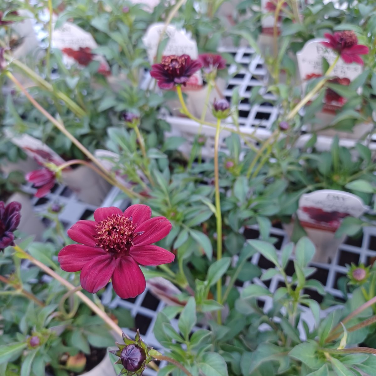 チョコレートコスモス チョコモカ | 立花ガーデン フラワーショップ