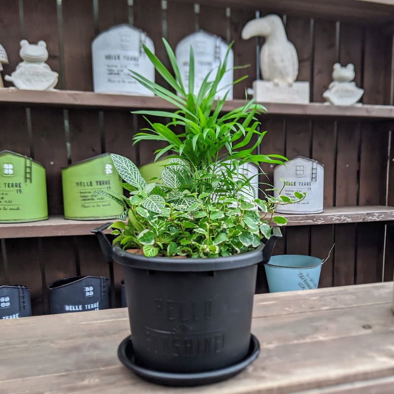 観葉植物寄せ植えstandard | 立花ガーデン フラワーショップ 観葉植物寄せ植えstandard | 立花ガーデン フラワーショップ
