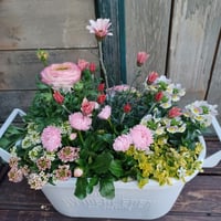 （スタッフ手渡配送）季節の寄せ植えstandard