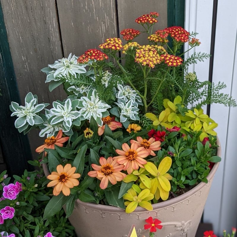 No.360　 寄せ植え　花 garden-elf_gib-505