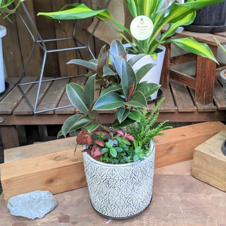 （スタッフ手渡配送）観葉植物の寄せ植えpremium